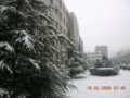 喜迎瑞雪飘